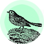 Mlavi wholesale bird themed vegan fashion accessories and gifts